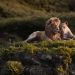 Cuplikan adegan film 'The Lion King' | Foto: Tangkapan layar youtube Walt Disney Studios